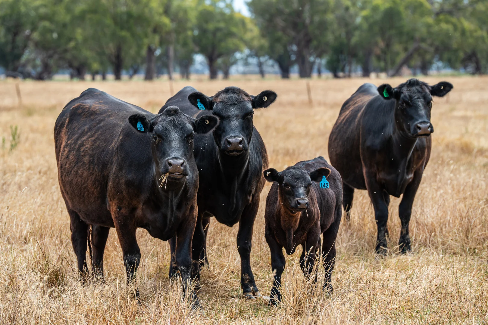 Additional image 17 of 366 Whitehead Street, Corowa NSW 2646