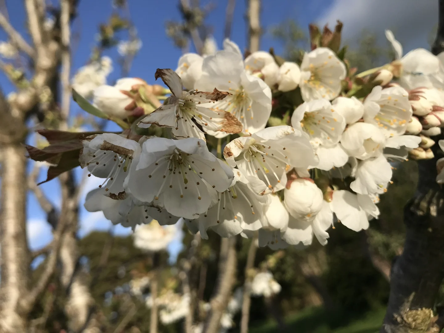 Additional image 19 of 90 Bischoffs Road, Pegarah TAS 7256