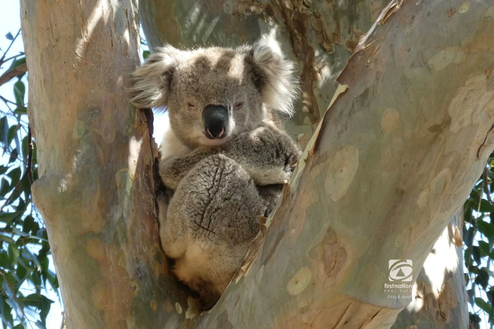Additional image 4 of CA 18, 300 Gravelly Point Road, Raymond Island VIC 3880