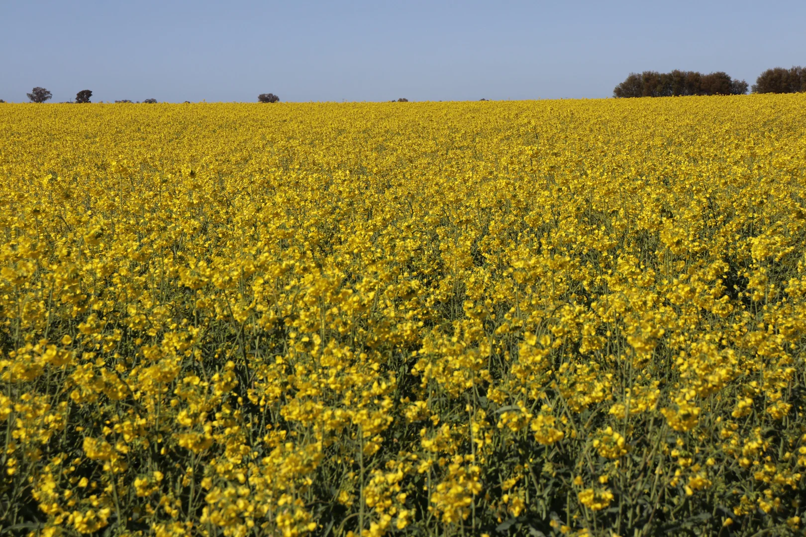 Additional image 7 of 2459 The Bogan Way, Parkes NSW 2870