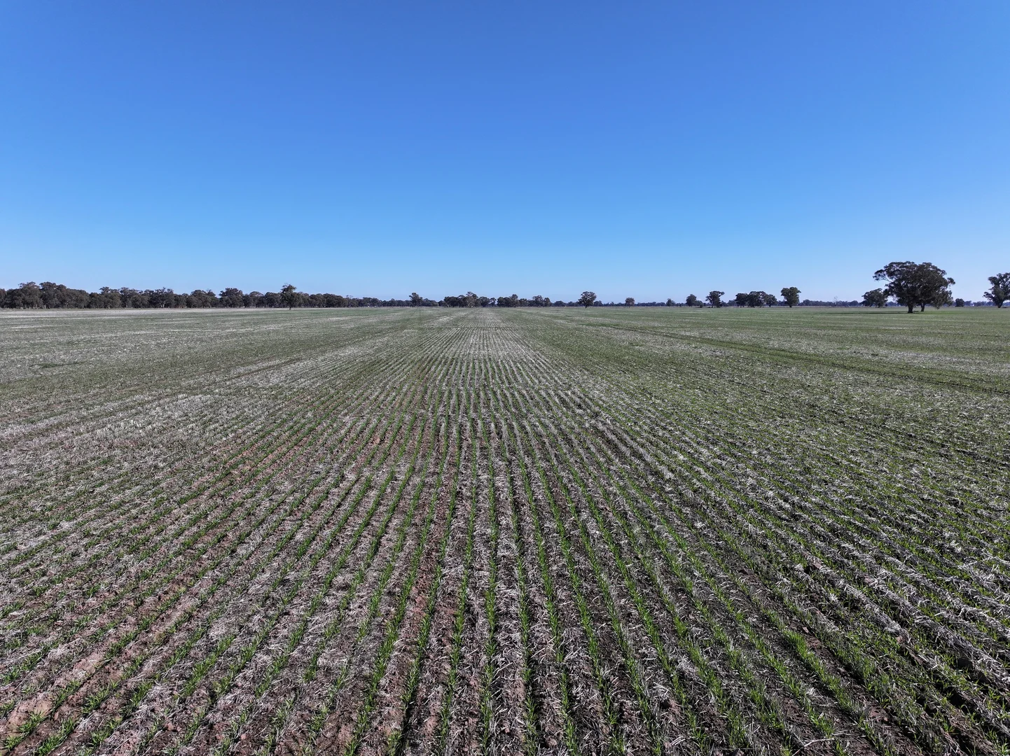 Additional image 2 of Berrigan Oaklands Road, Berrigan NSW 2712