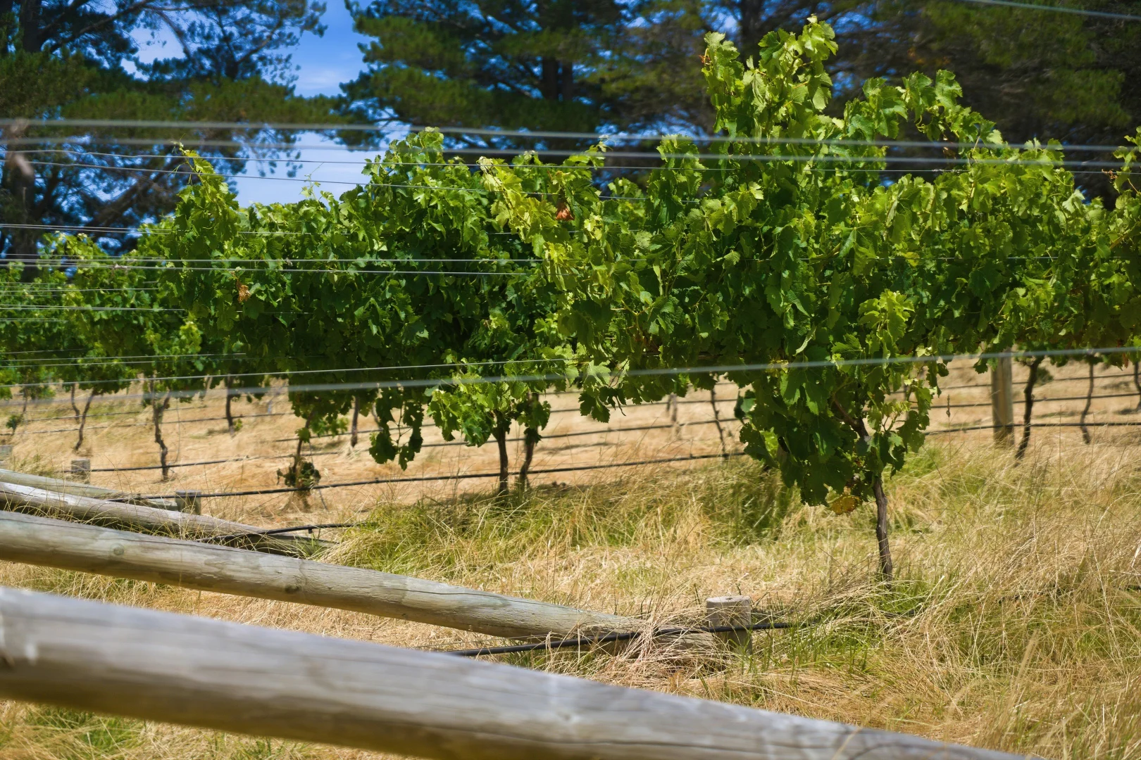 Additional image 7 of 26/3599 Caves Road, Wilyabrup WA 6280