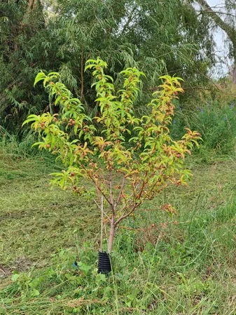 Additional image 14 of Lot 9003 Barrington Knight Road, Yarloop WA 6218