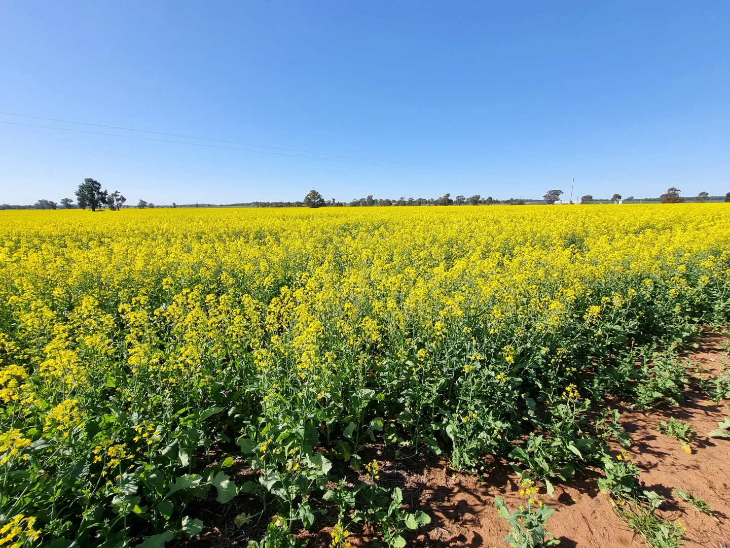 Additional image 12 of 'Craignish' 847 Mirrool South Road, Beckom NSW 2665