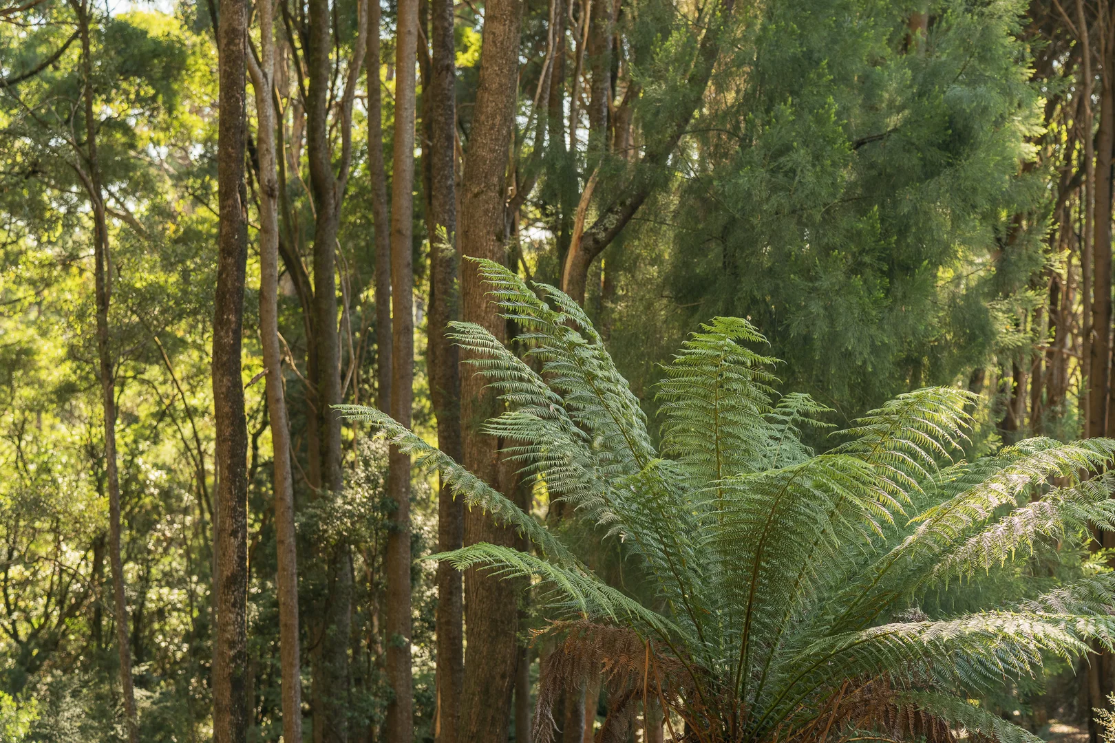 Additional image 35 of 66 Laycock Road, Spreyton TAS 7310