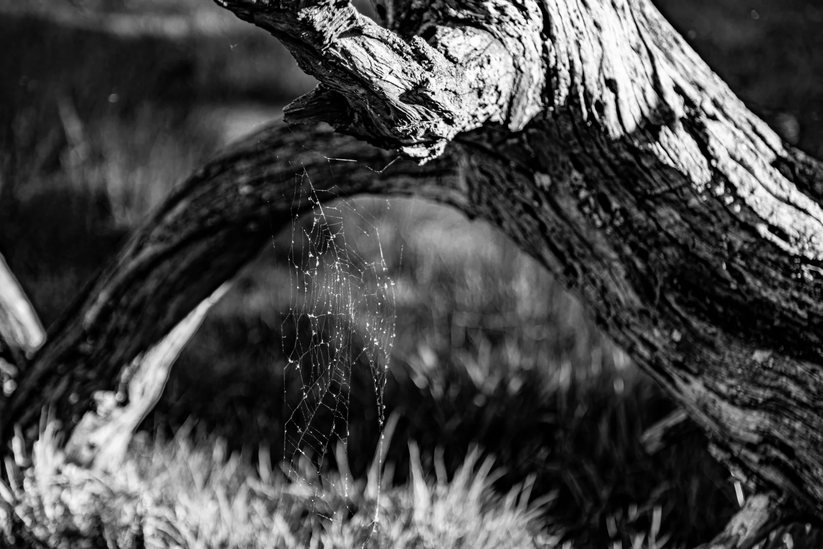 Additional image 44 of 50 Blencowes Lane, Wildes Meadow NSW 2577