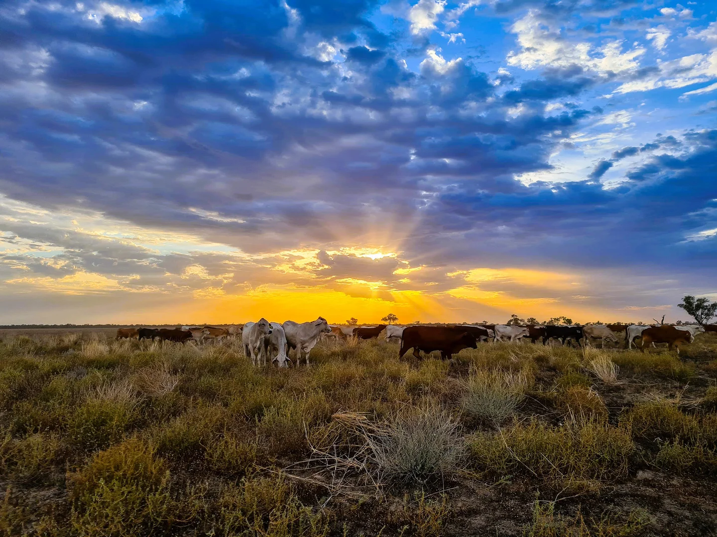 Additional image 11 of 318 Barringun Road, Barringun QLD 4490