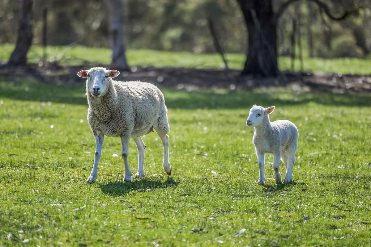 Additional image 4 of 60 Moores Road, Bellbrae VIC 3228