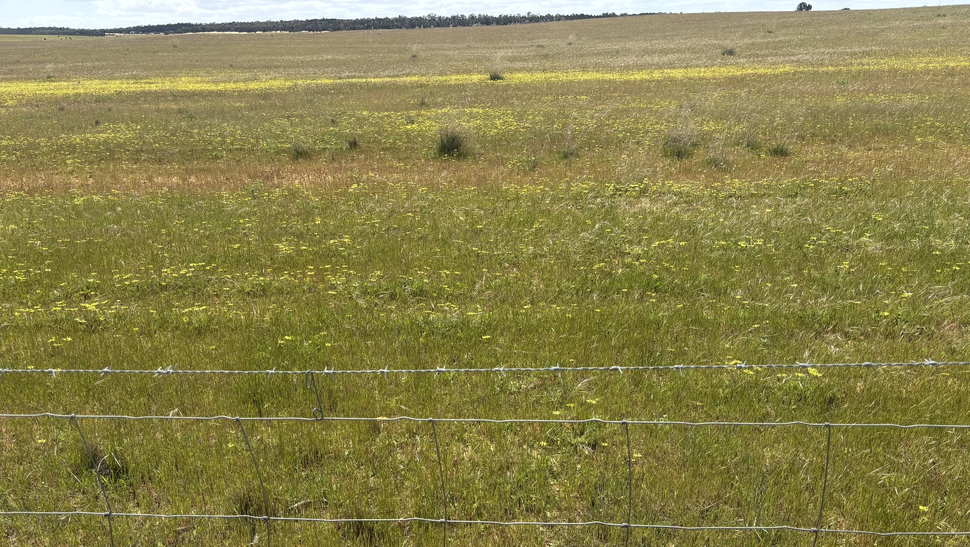 Additional image 26 of 1105 Coorow-Greenhead Road, Coorow WA 6515