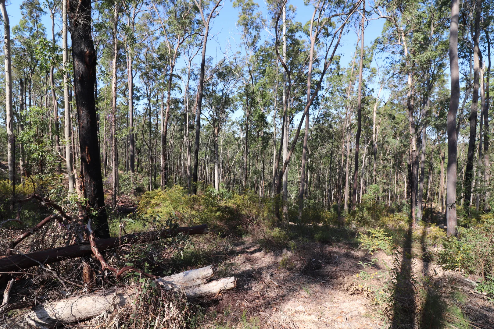 Additional image 6 of Lot 41 Collombatti Road, Collombatti NSW 2440