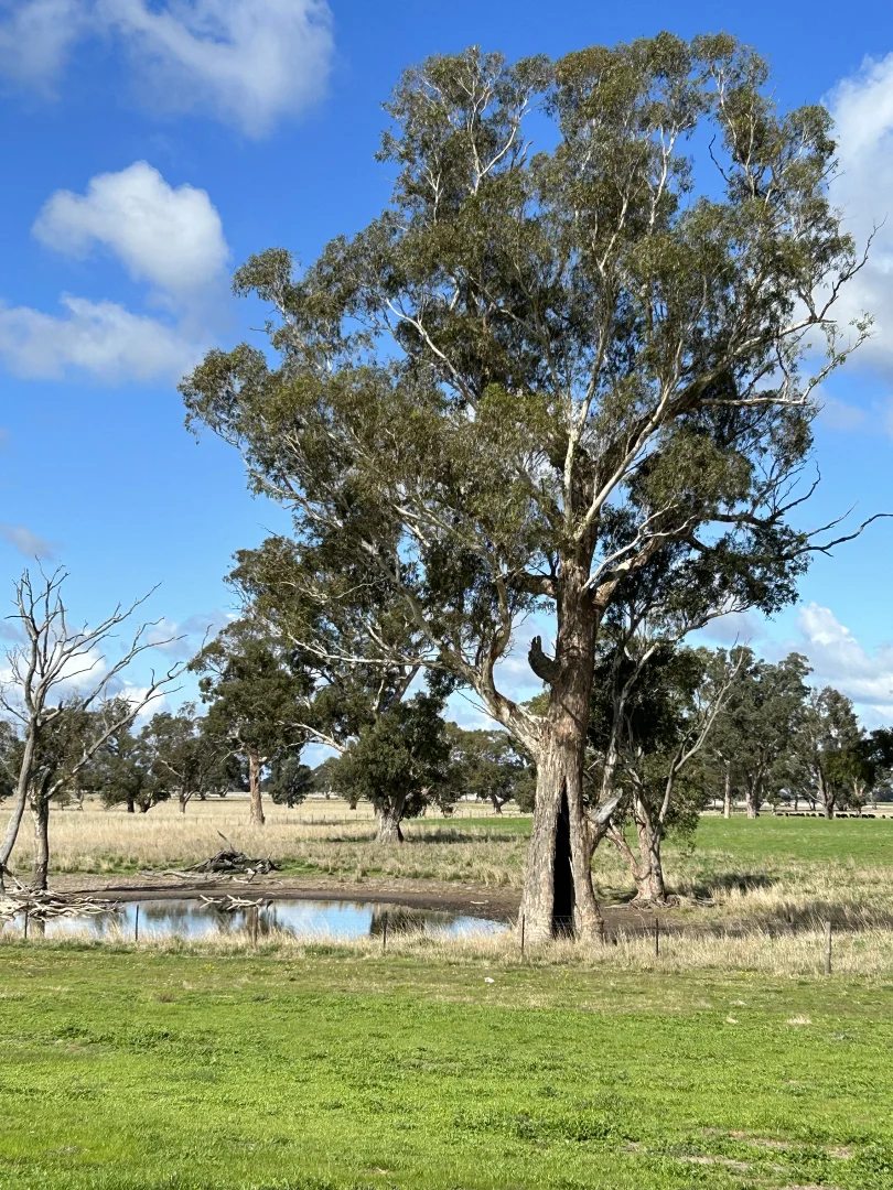 Additional image 6 of 71 Joys Road, Binnum SA 5262