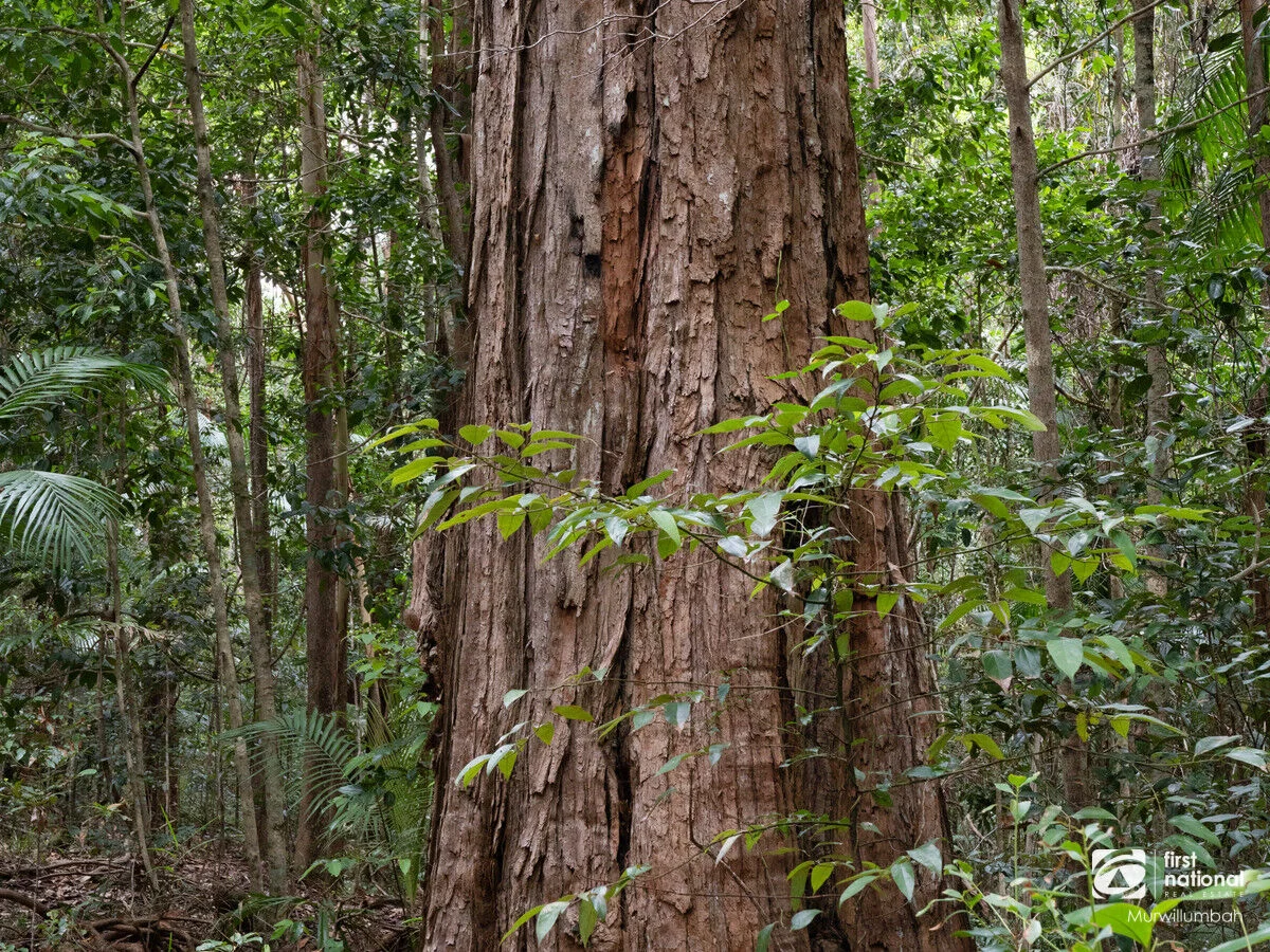 Additional image 25 of 563 Commissioners Creek Road, Commissioners Creek NSW 2484