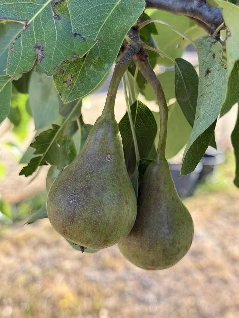 Additional image 51 of 385 Foxs Elbow Road, Braidwood NSW 2622