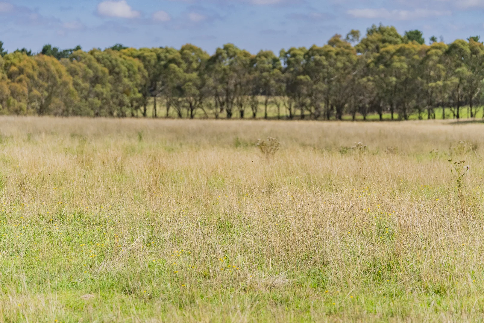 Additional image 13 of 251 Mount Rae Road, Roslyn NSW 2580