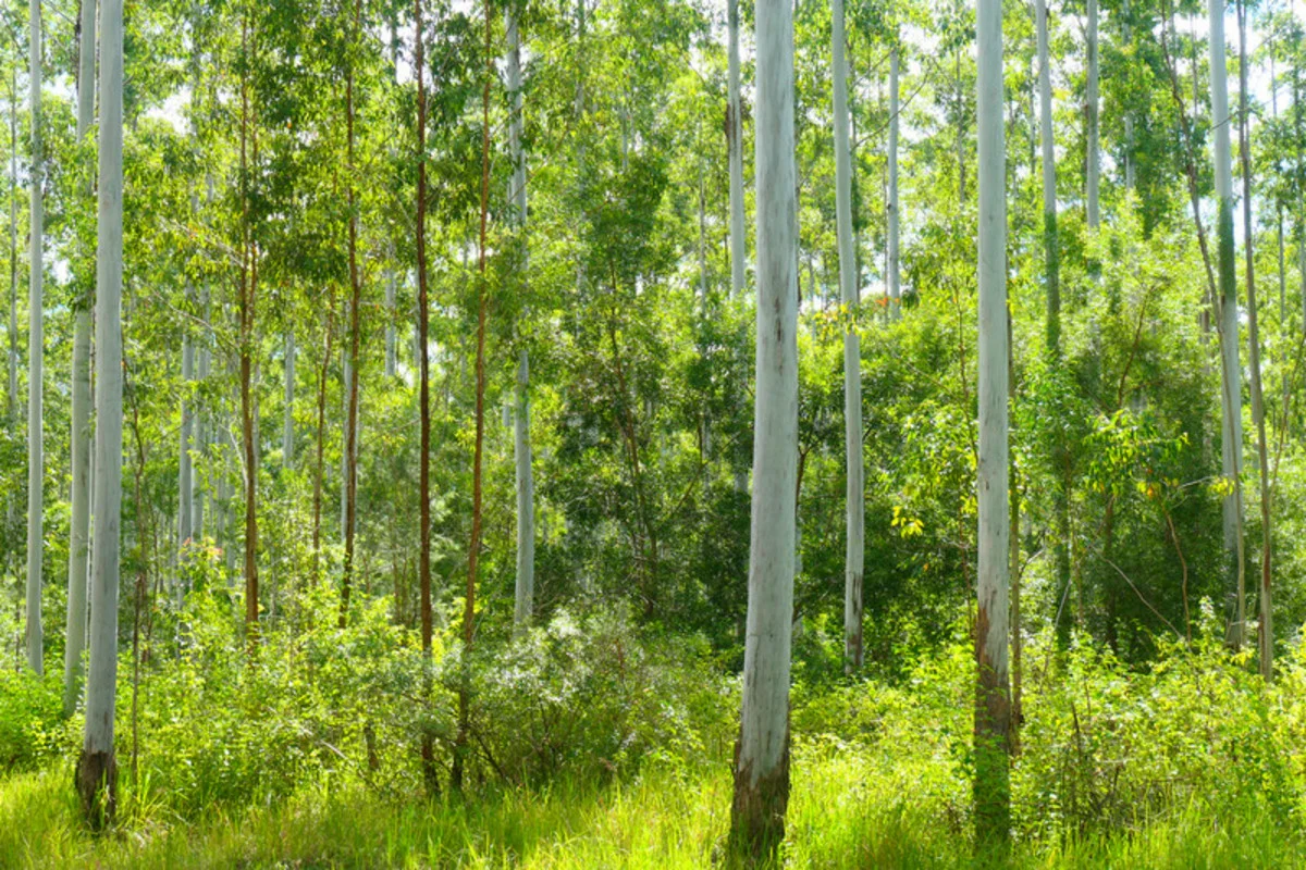 Additional image 5 of 146 Mills Road, Bean Creek NSW 2469