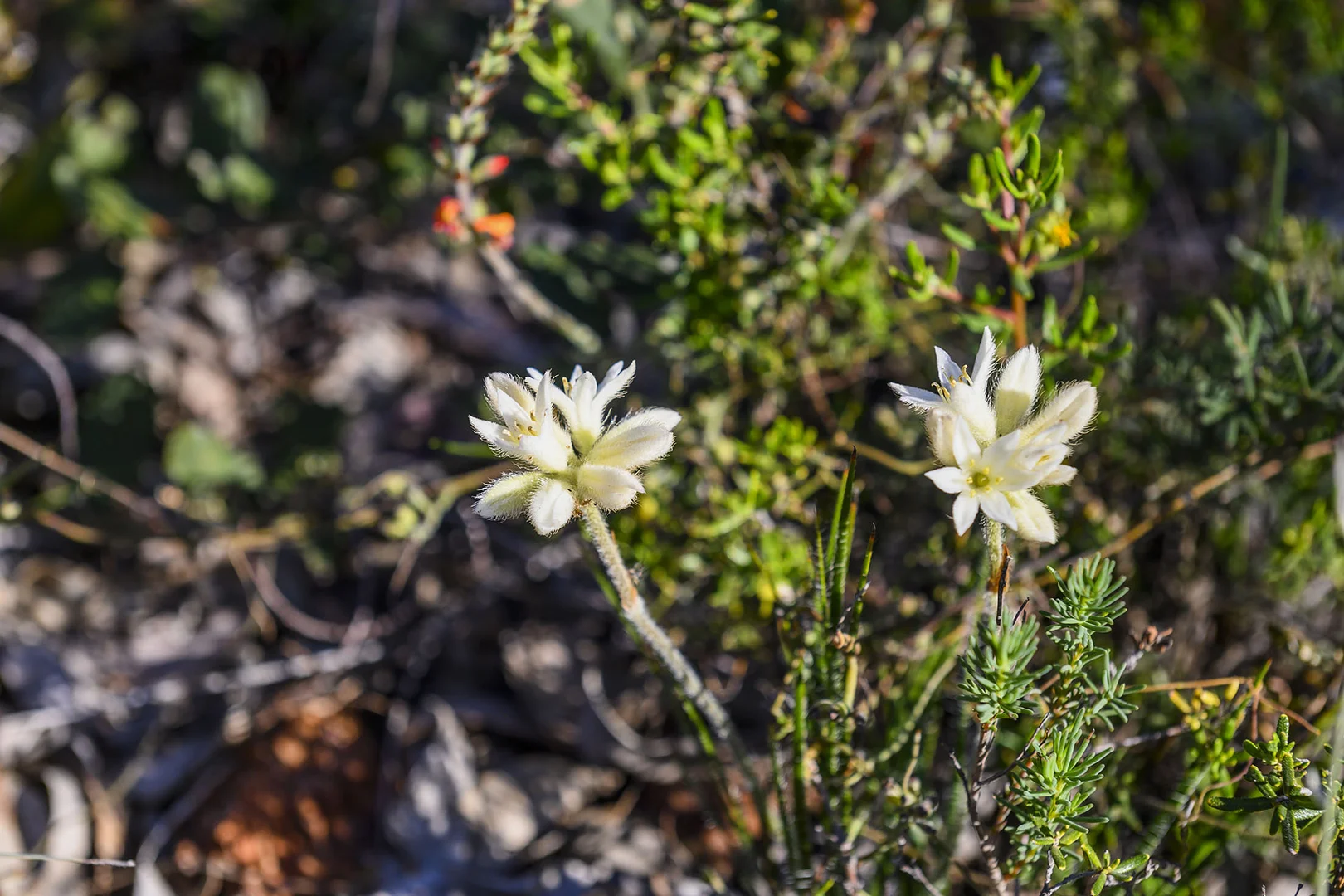 Additional image 42 of Guernsey Rise, Lower Chittering WA 6084