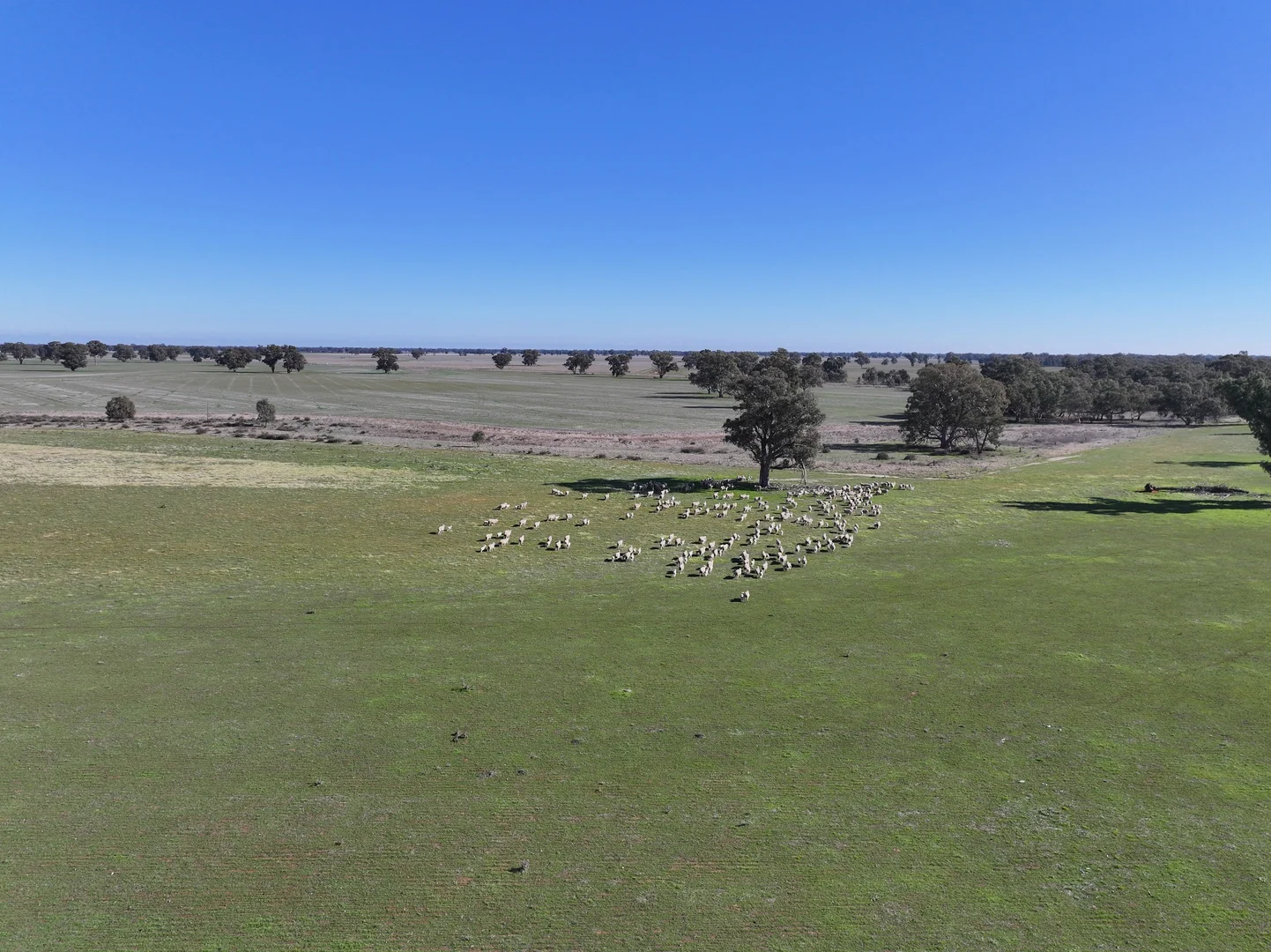 Additional image 21 of Berrigan Oaklands Road, Berrigan NSW 2712