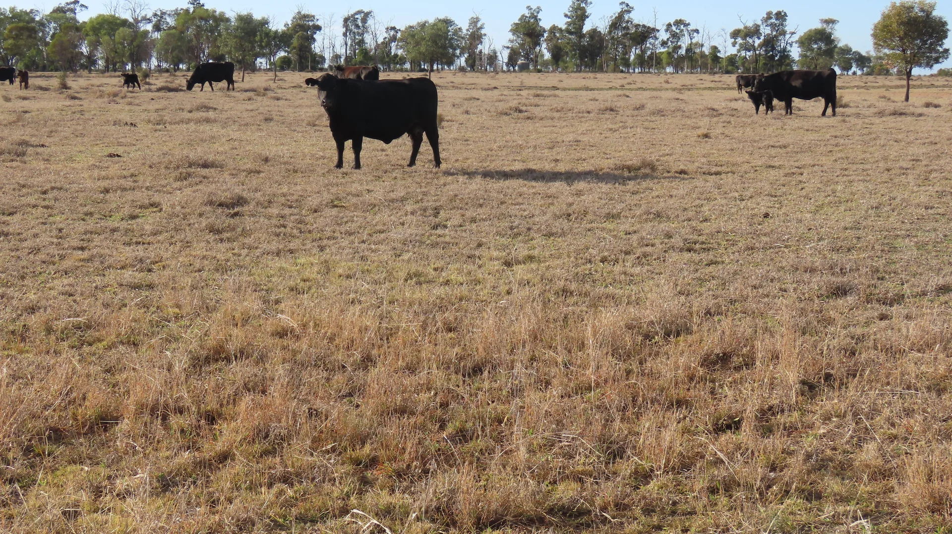 Additional image 11 of "Arrowfield"  648 Spinks Road, Goondiwindi QLD 4390