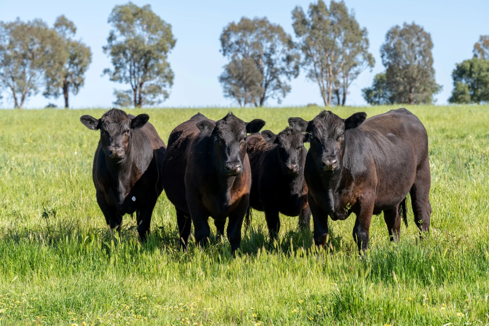 Additional image 5 of 6021 Riverina Highway, Hopefield NSW 2646