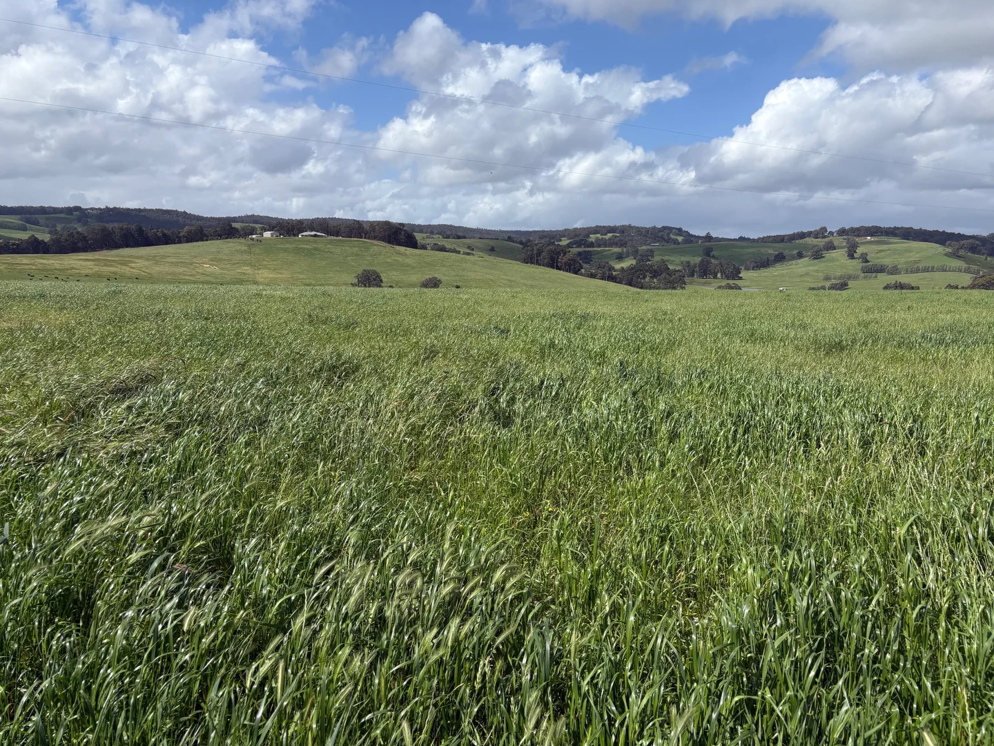 Additional image 18 of Lot 72 Beelerup Road, Beelerup WA 6239