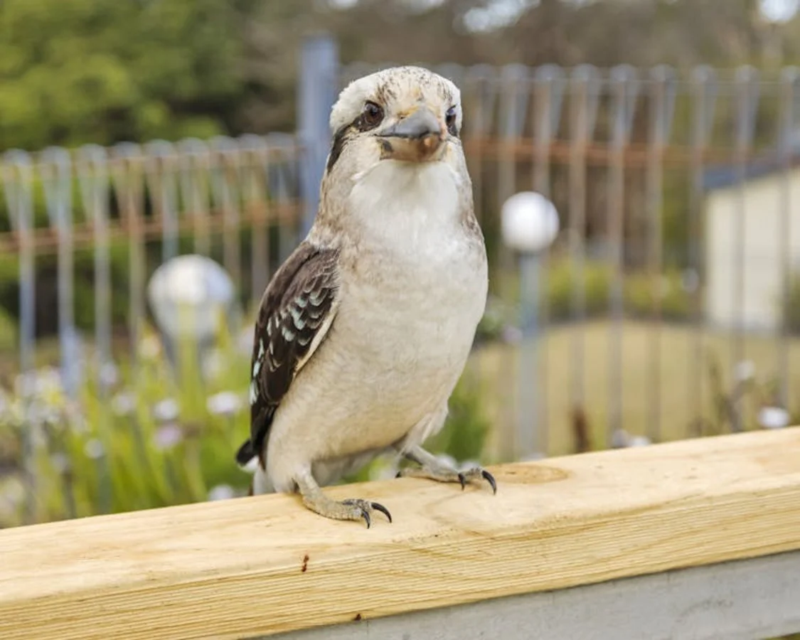 Additional image 12 of 19/1 Mairburn Road, Metung VIC 3904