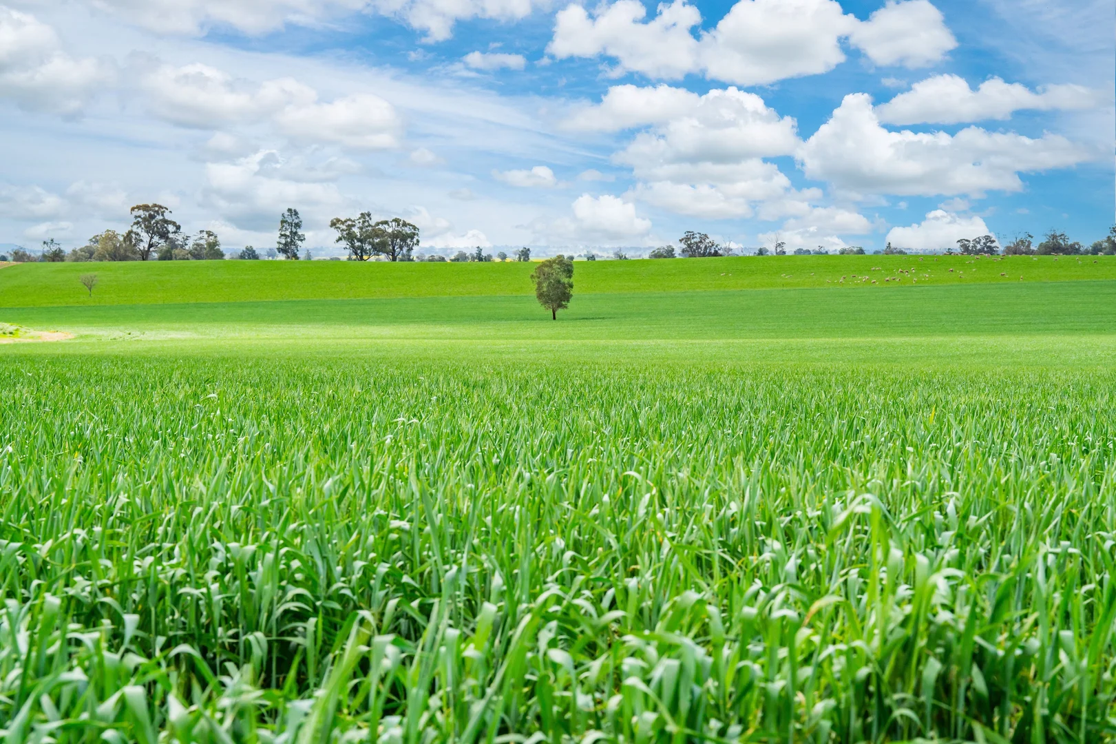 Additional image 14 of 1516 Osborne Pleasant HIlls Road, Pleasant Hills NSW 2658