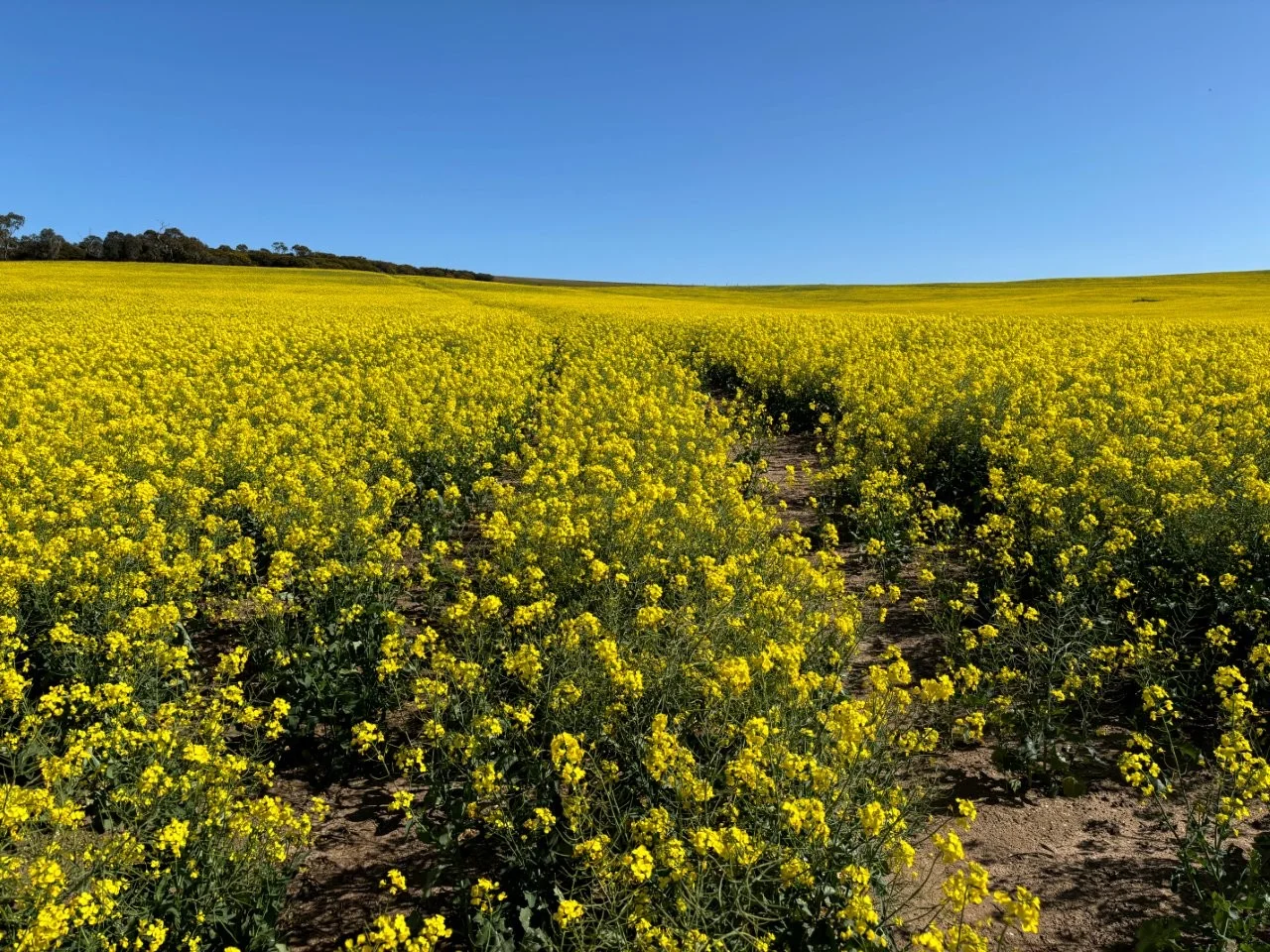 Additional image 34 of Lot 5 McAvaney Lane, Whites Flat SA 5607