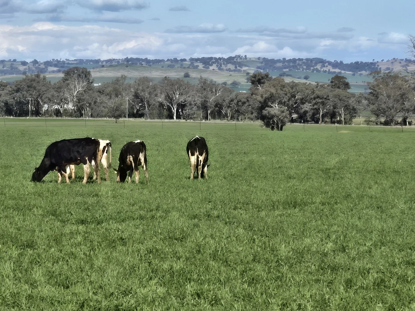 Additional image 12 of 448 Nangar Road, Canowindra NSW 2804