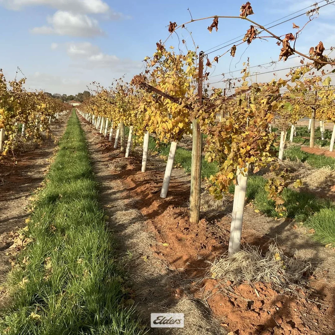 Additional image 12 of 221 & 245 Cowanna Avenue, Merbein South VIC 3505