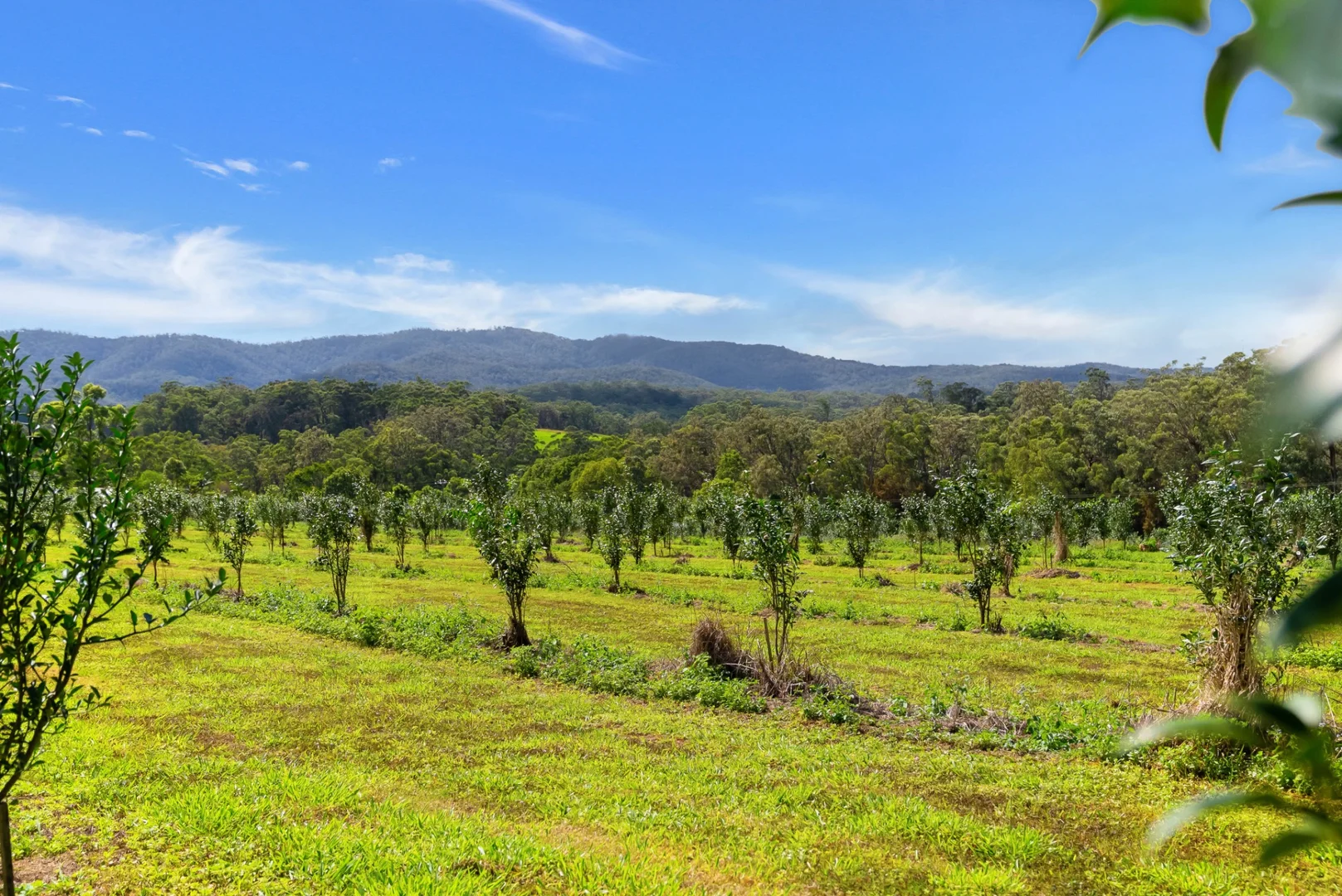 Additional image 32 of Lot 83 Chester Road, Wondecla QLD 4887