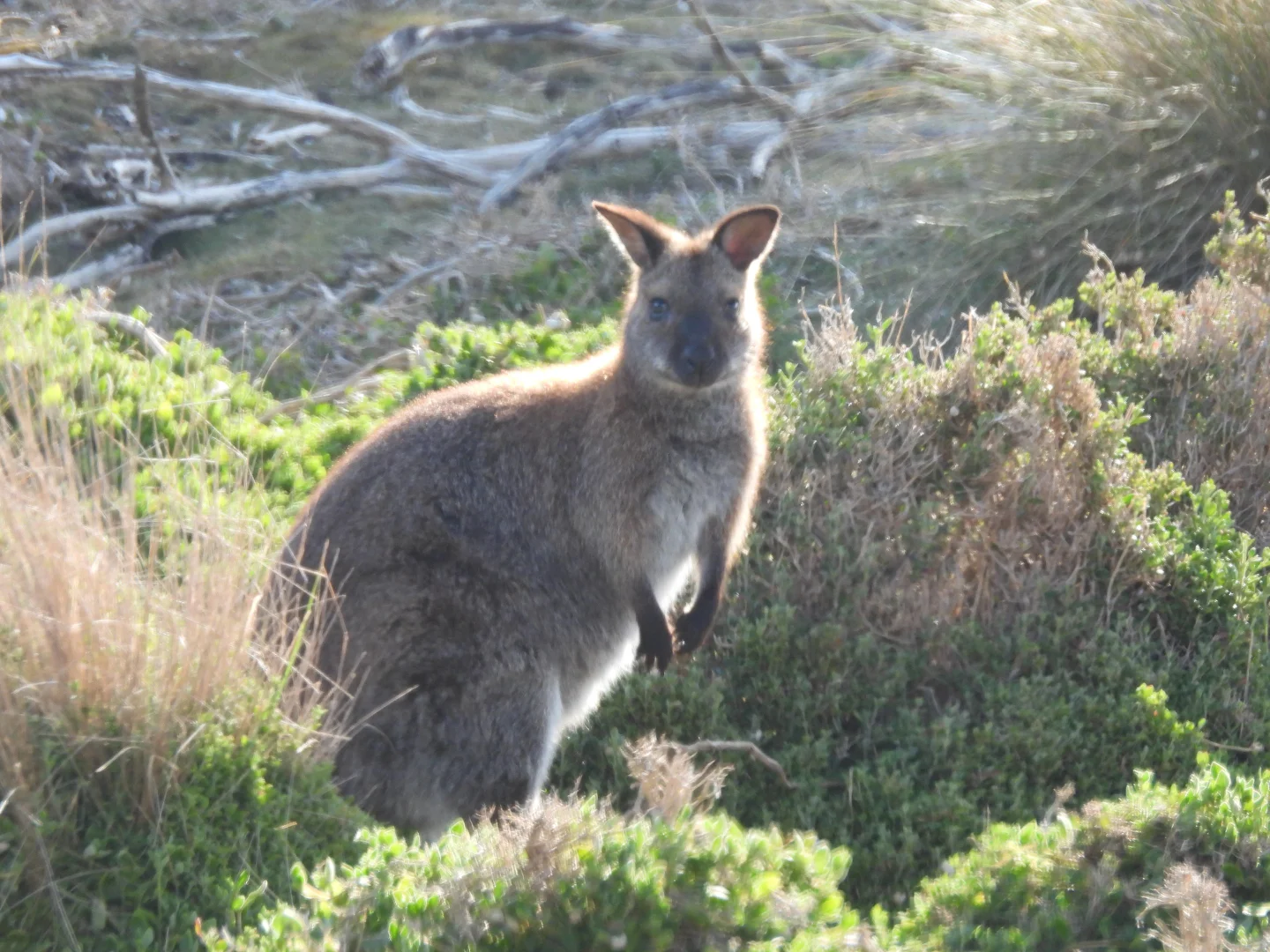 Additional image 7 of Lot 10 West End Road, Leeka TAS 7255