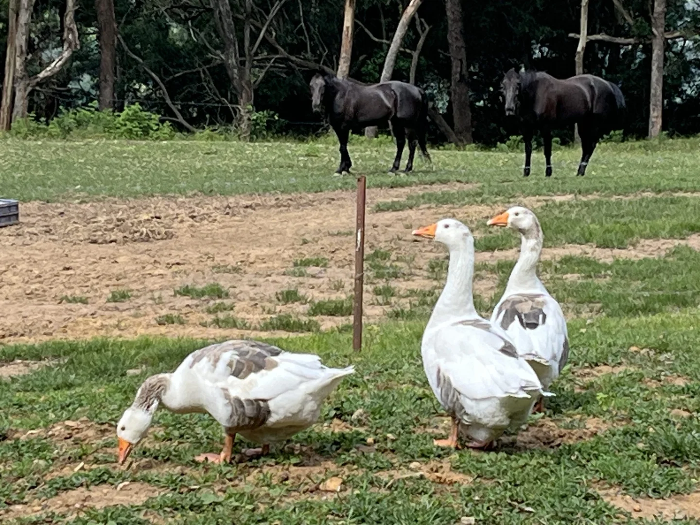 Additional image 14 of 565 Cordeaux Road, Mount Kembla NSW 2526