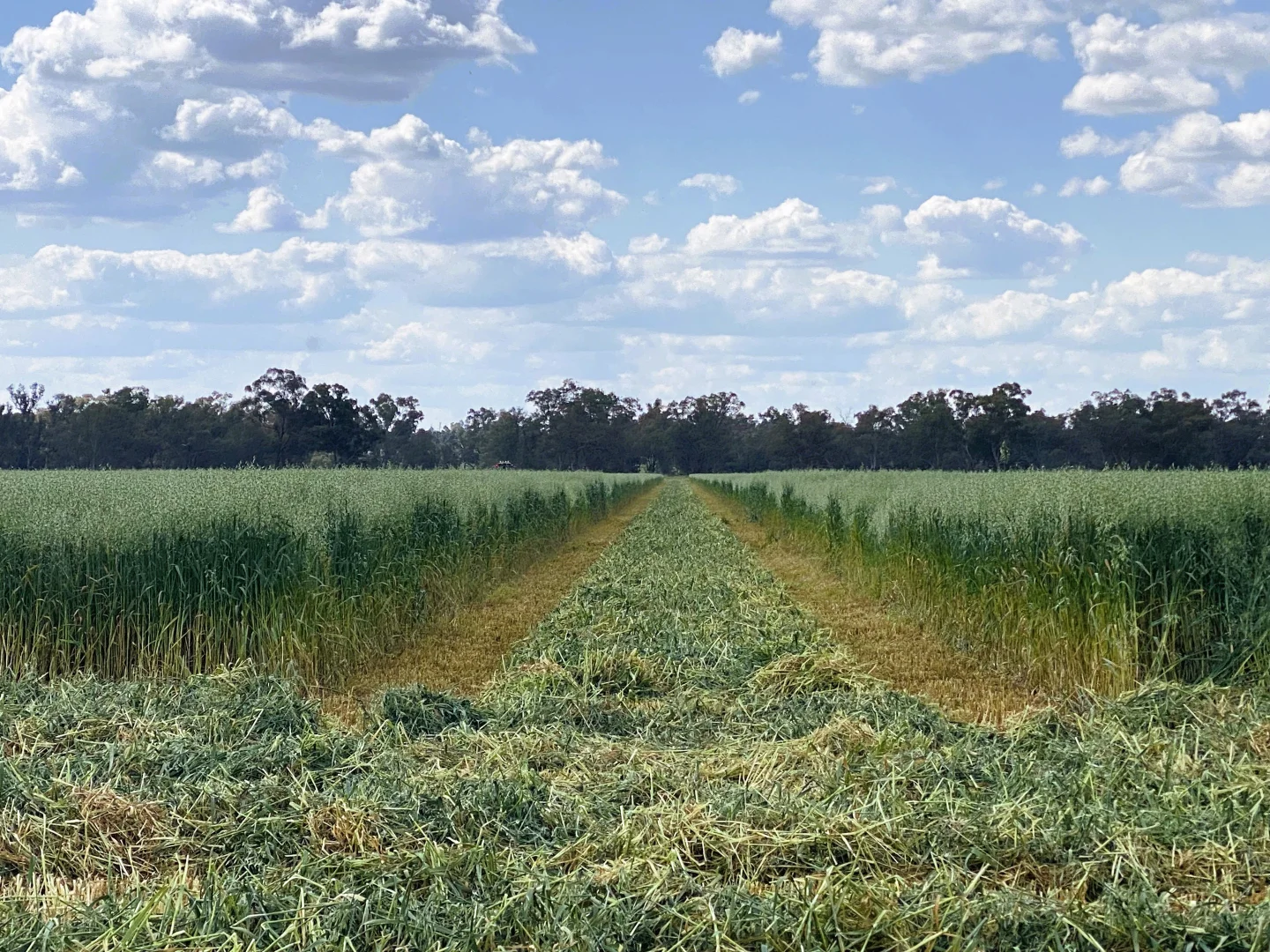 Additional image 15 of 1715 The Bogan Way, Forbes NSW 2871