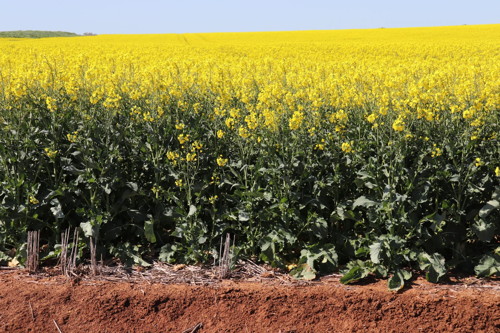 Additional image 2 of 2459 The Bogan Way, Parkes NSW 2870