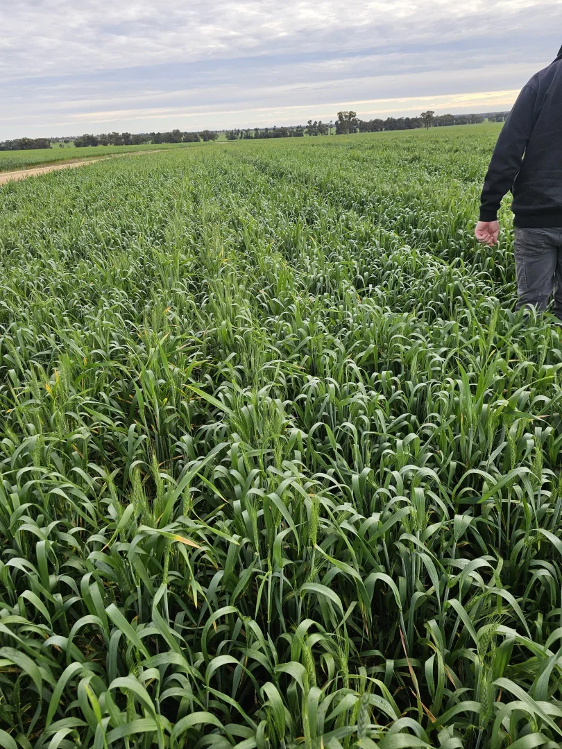 Additional image 38 of 492 Eremeran Road, Condobolin NSW 2877