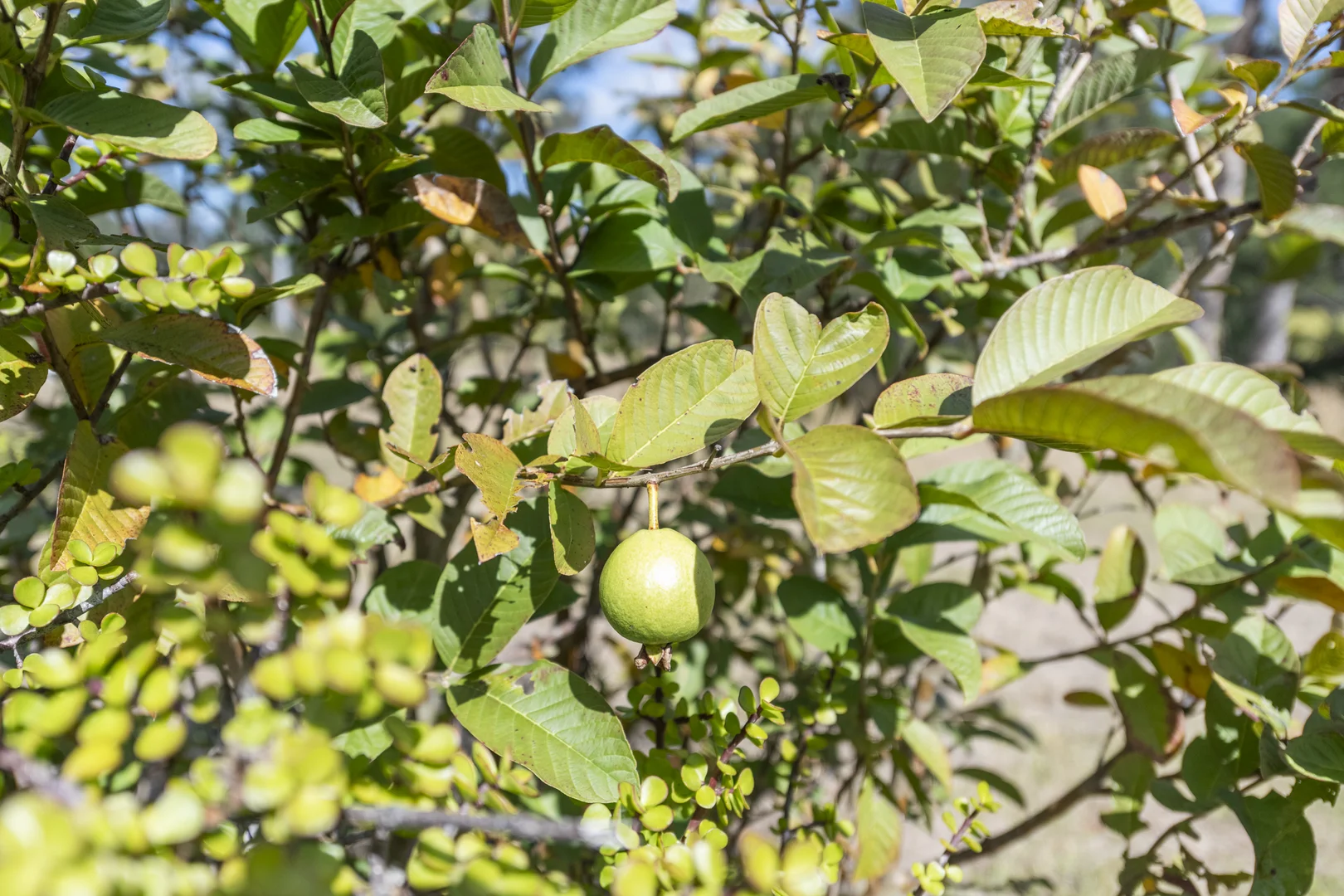 Additional image 13 of 427 Middle Creek Road, Kangaroo Creek NSW 2460