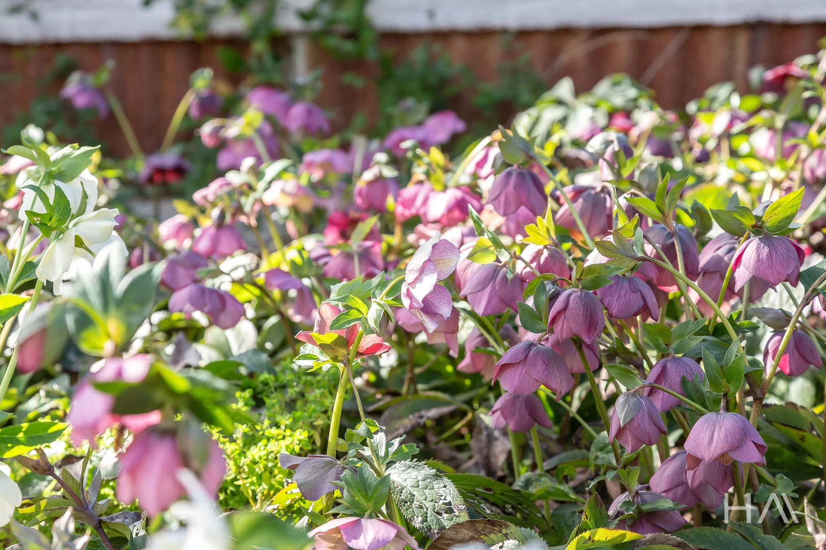 Additional image 21 of 14106 Tasman Highway, Swansea TAS 7190