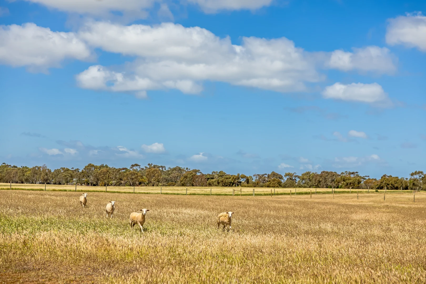 Additional image 65 of 726 Langhorne Creek Road, Belvidere SA 5255