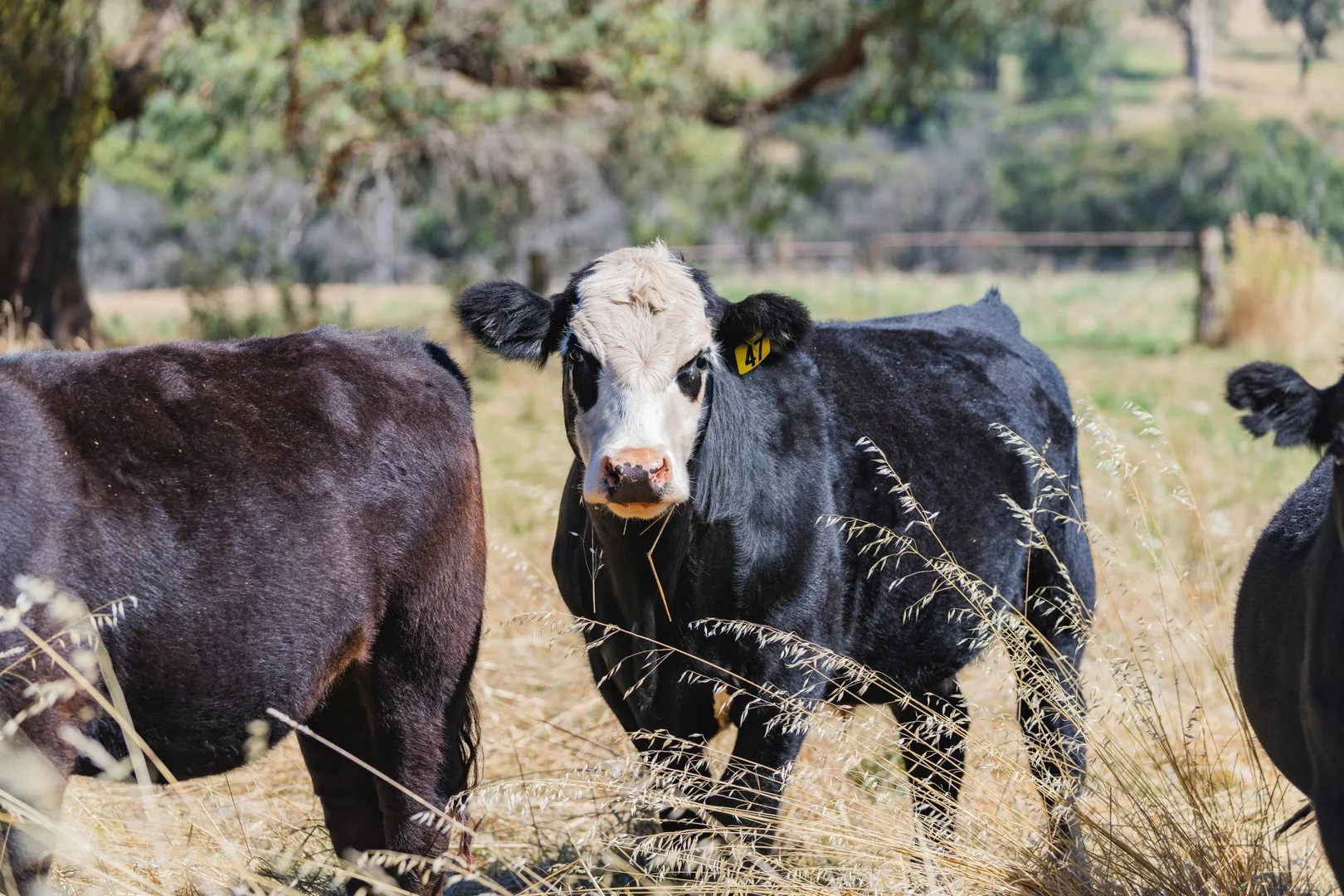 Additional image 7 of 1 Willigobung Road, Tumbarumba NSW 2653