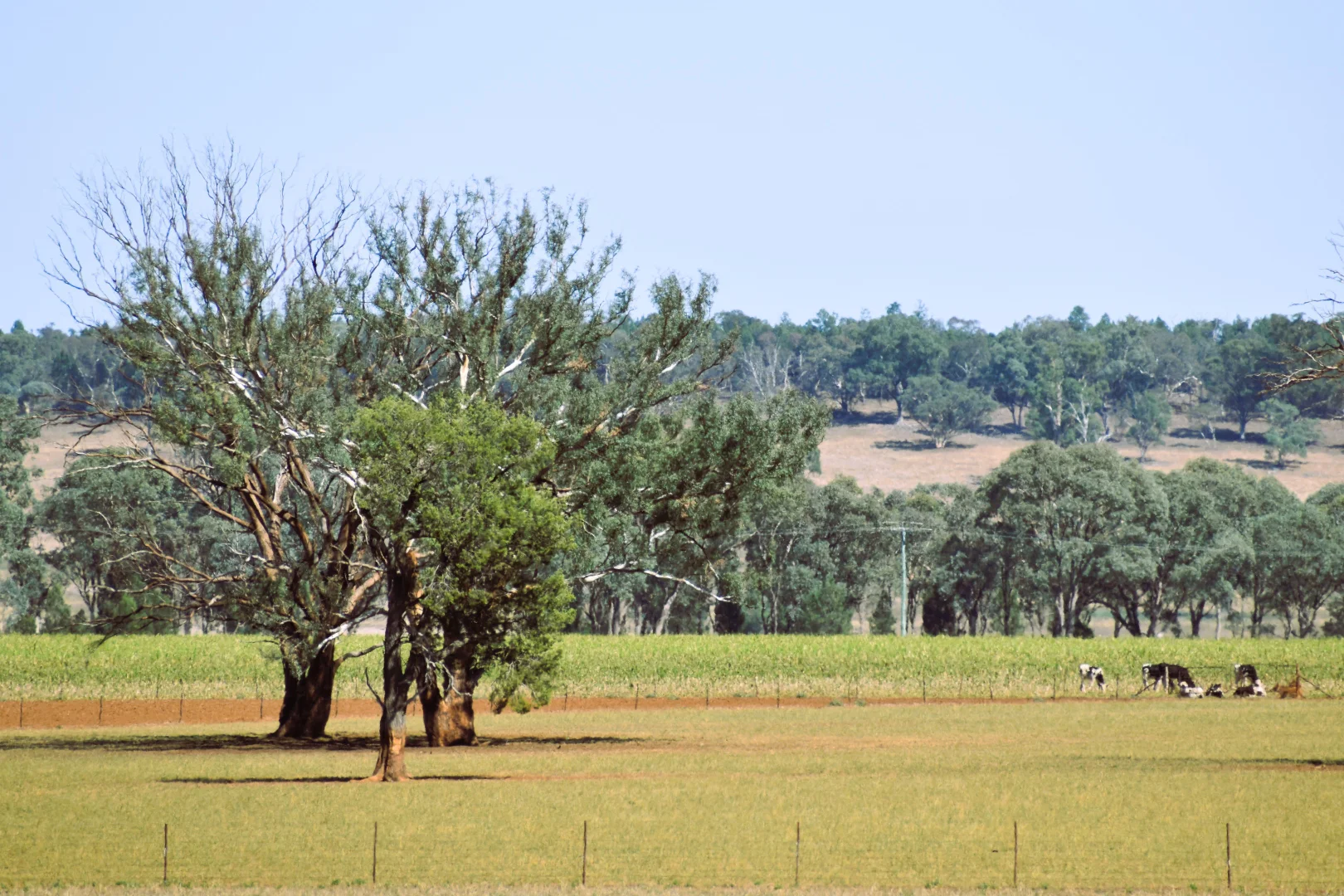 Additional image 35 of 448 Nangar Road, Canowindra NSW 2804