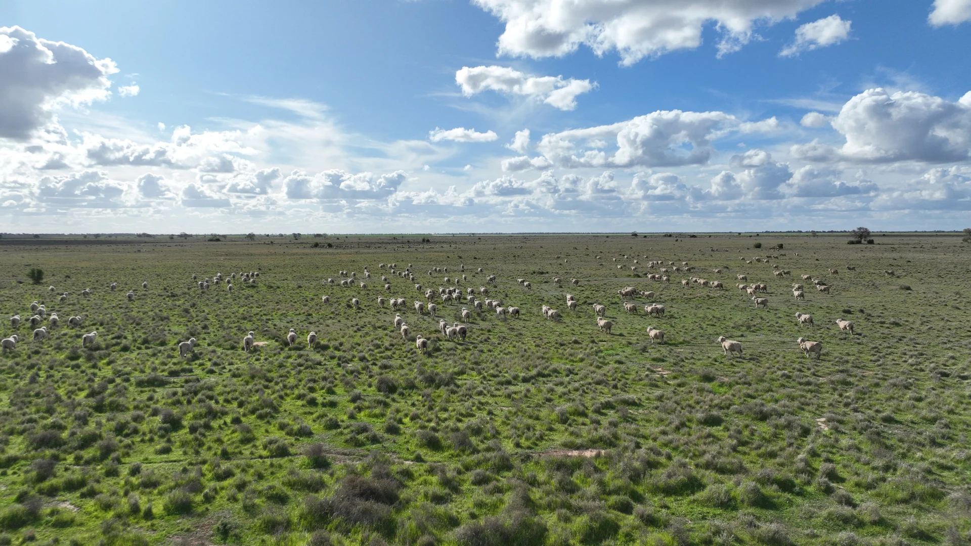 Additional image 26 of "Waringah" Mabins Well Road, Conargo NSW 2710