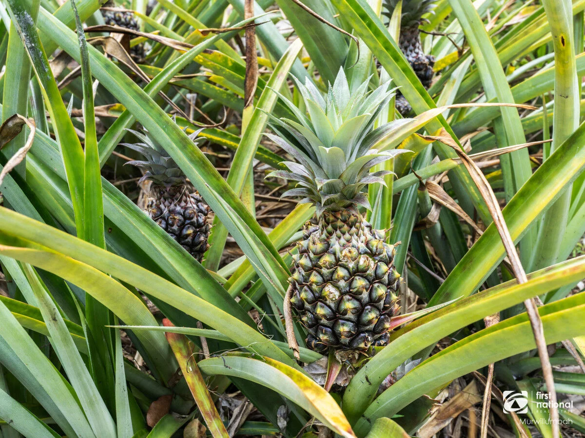 Additional image 18 of 563 Commissioners Creek Road, Commissioners Creek NSW 2484