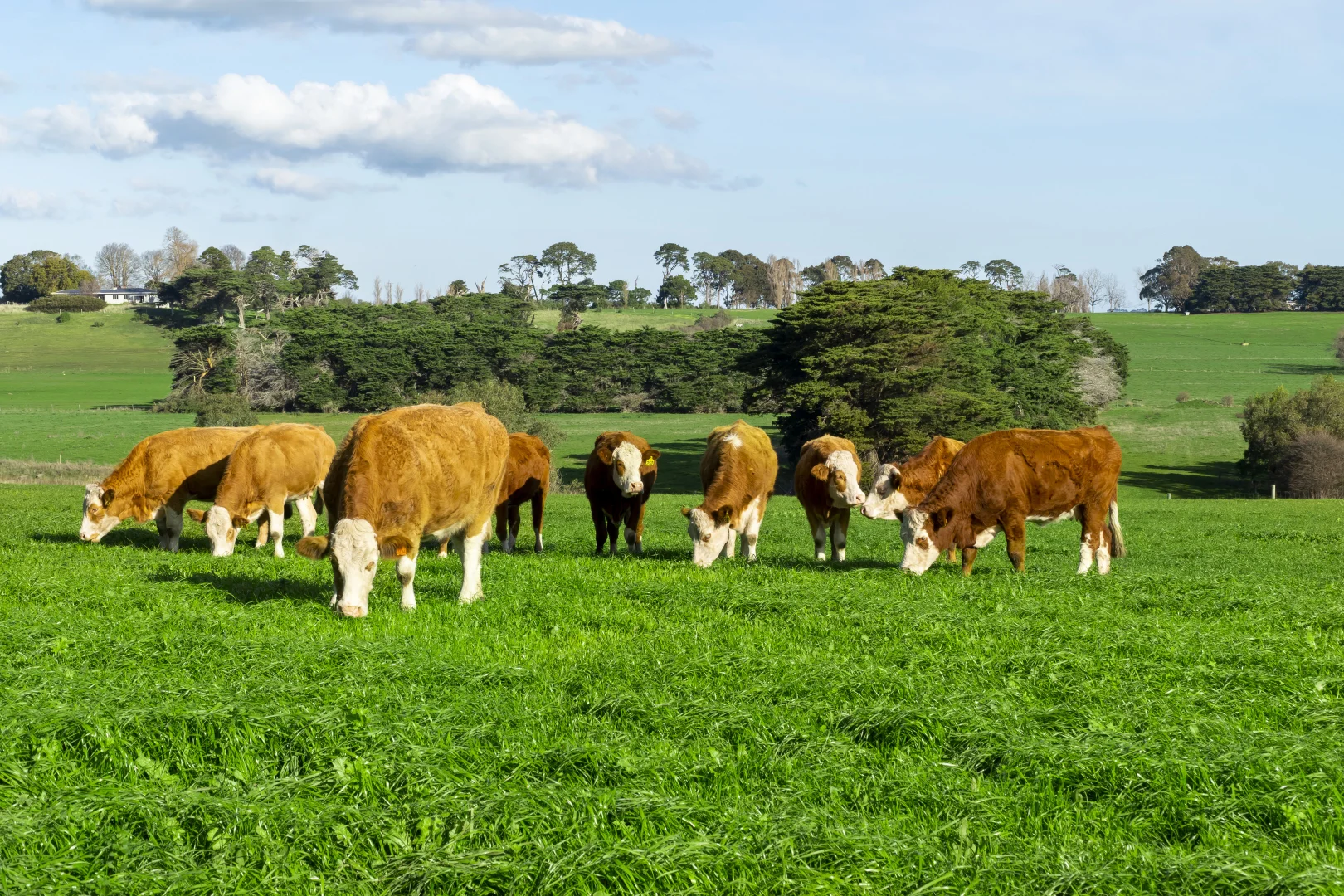 Additional image 8 of 63 Kellys Road, Panmure VIC 3265