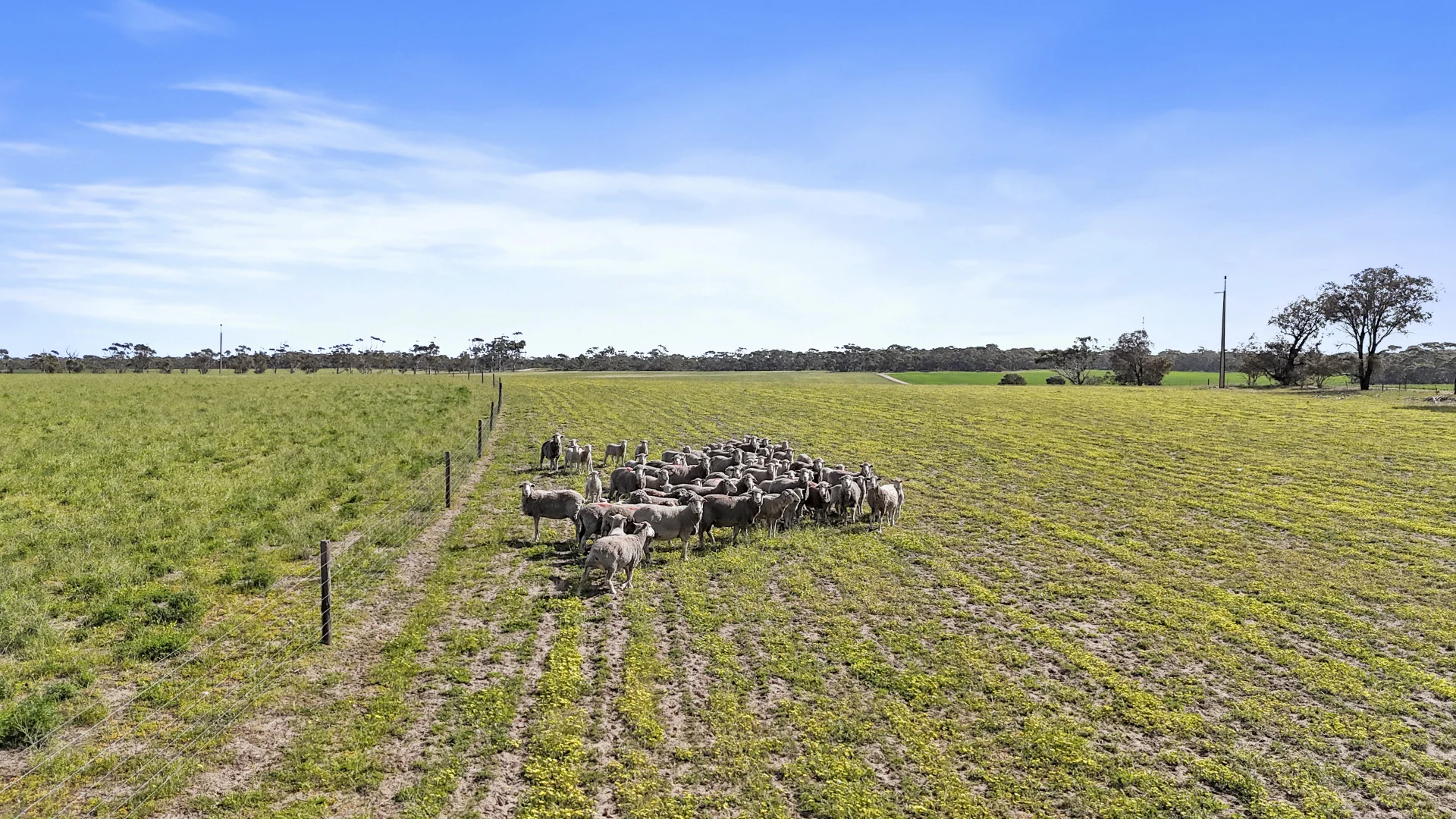 Additional image 32 of 4910 Mallee Highway, Peake SA 5301