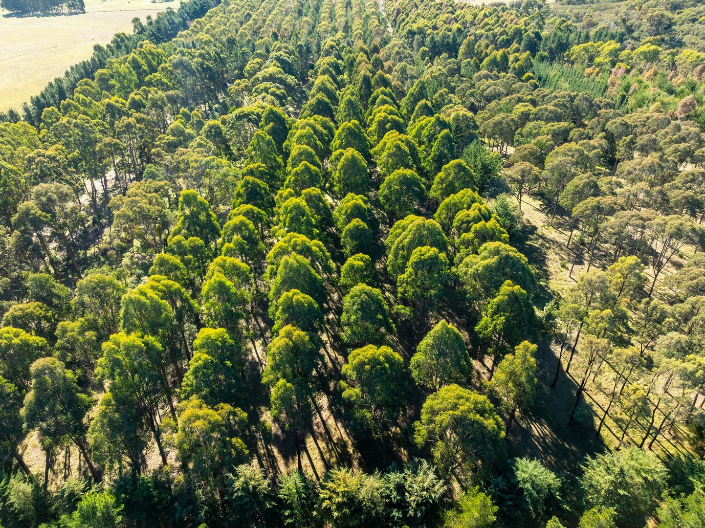 Additional image 15 of 252 Taggerty - Thornton Road, Taggerty VIC 3714