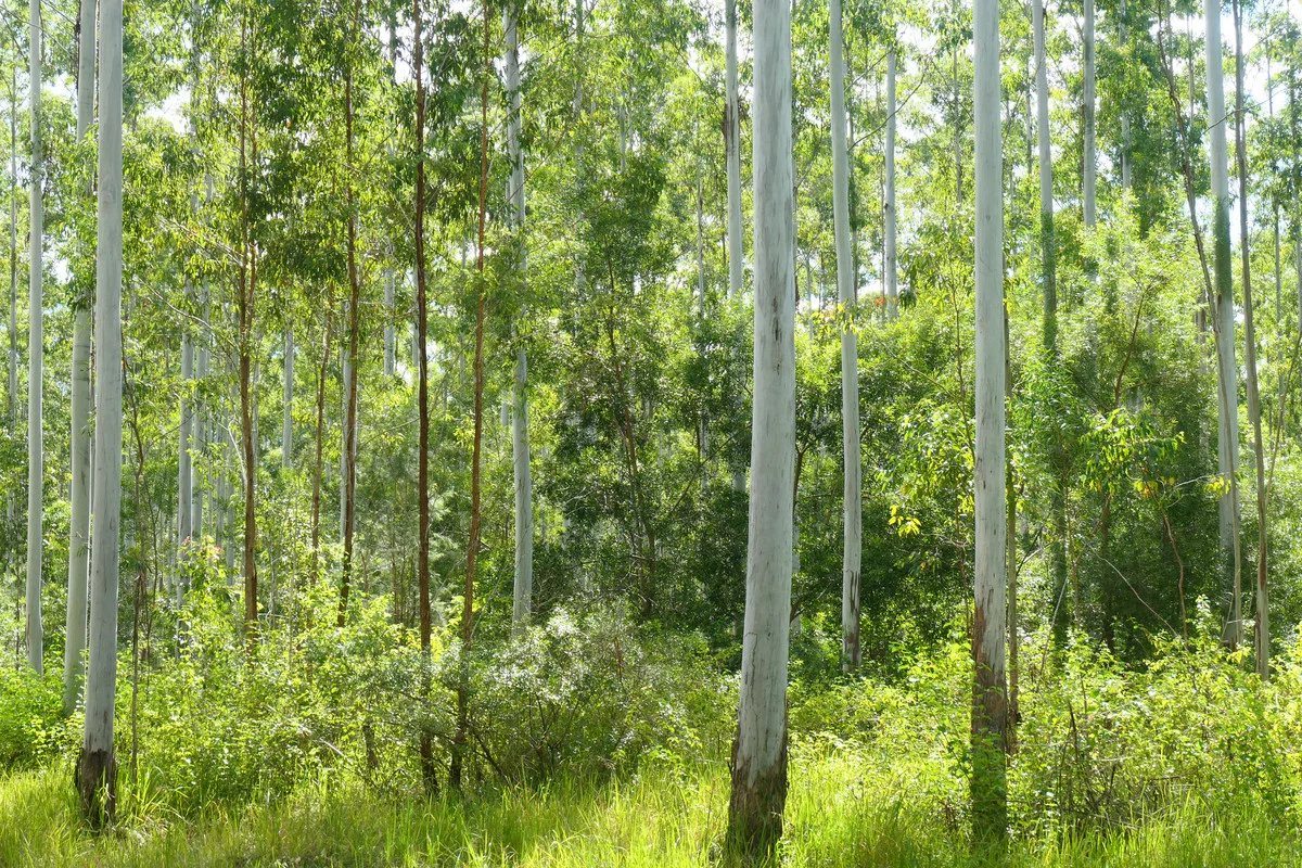 Additional image 20 of 146 Mills Road, Bean Creek NSW 2469