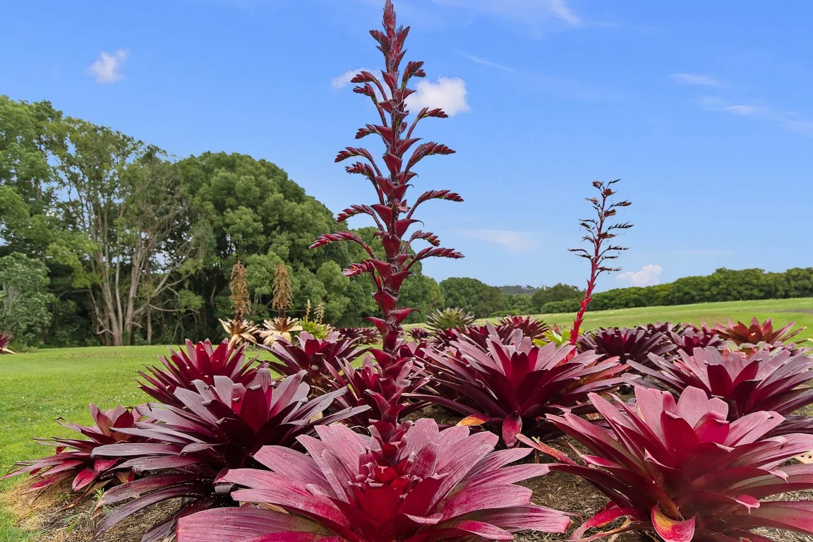 Additional image 26 of 709 Federal Drive, Federal NSW 2480