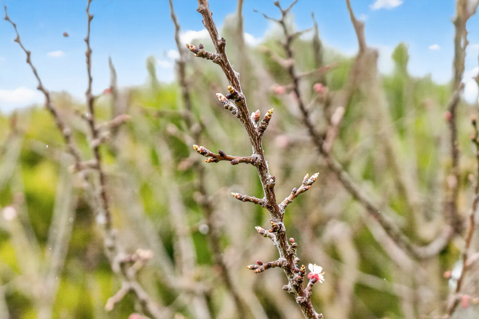 Additional image 66 of 8178 Main South Road, Delamere SA 5204