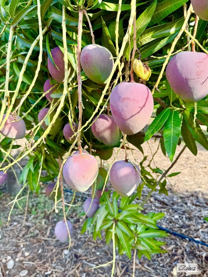 Additional image 20 of 80 & 100 Russ Road, Tumbling Waters NT 0822