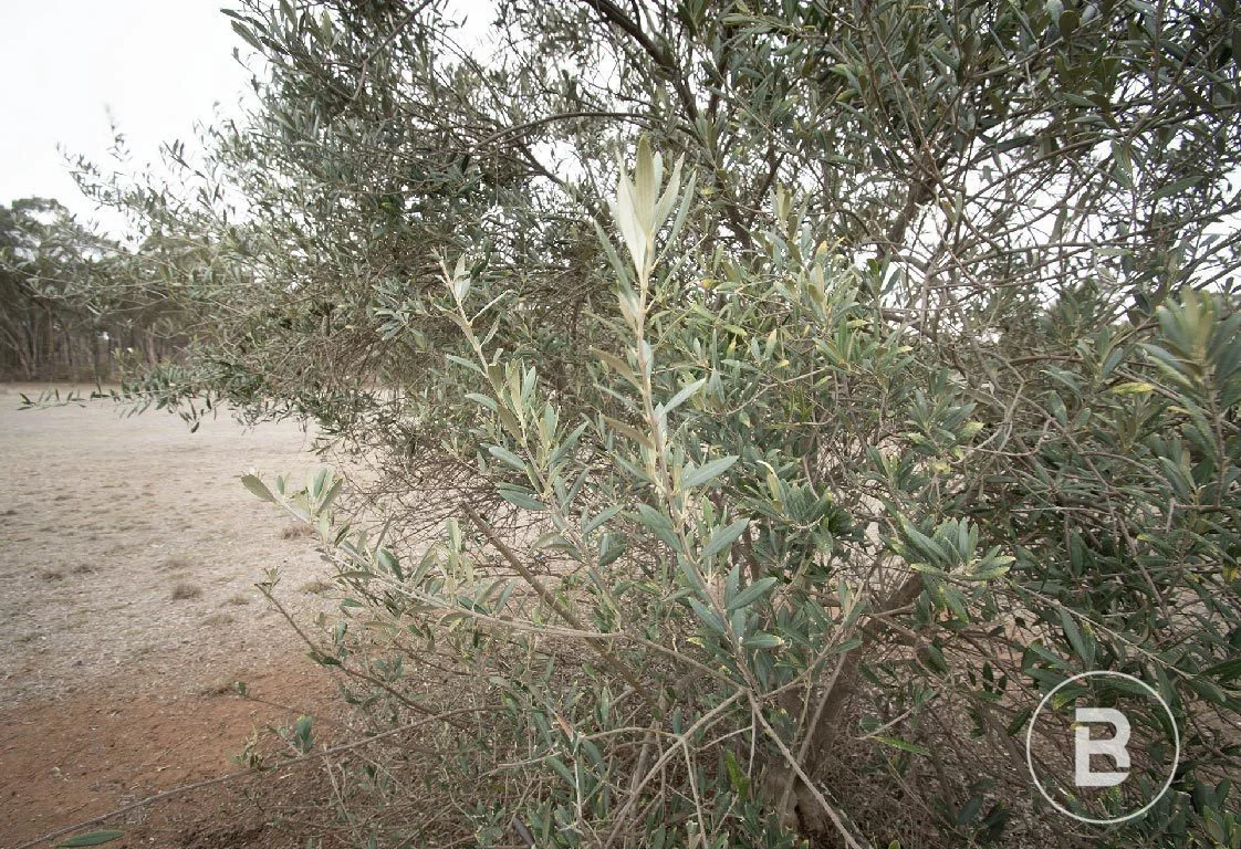 Additional image 9 of 163 Kicks Lane, Dunolly VIC 3472